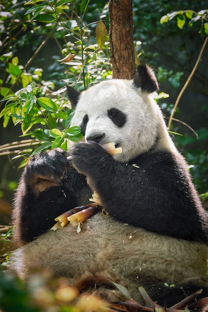 Riesiger Pandabär in China