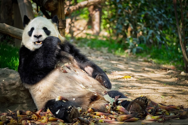 Riesiger Pandabär in China