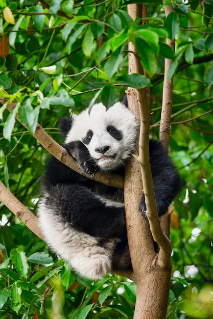 Riesiger Pandabär in China