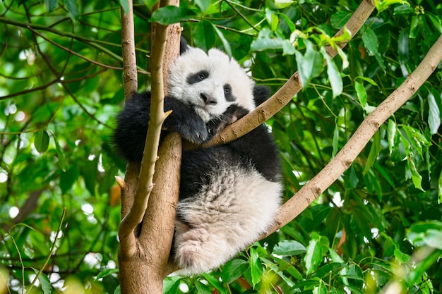 Riesiger Pandabär in China