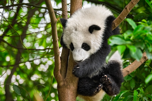 Riesiger Pandabär in China