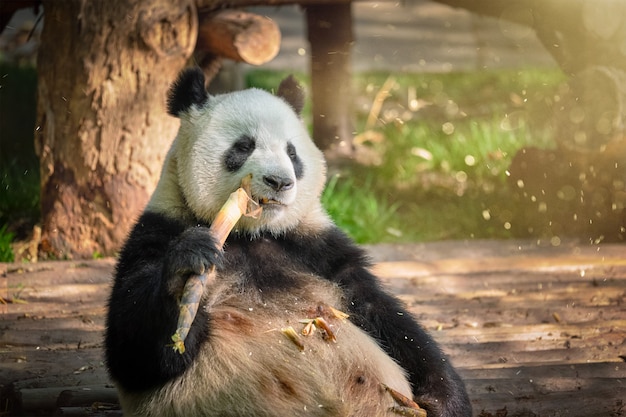 Riesiger Pandabär in China