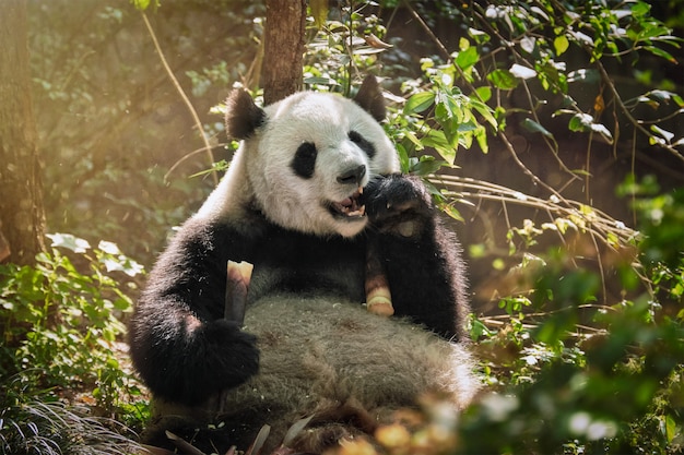 Riesiger Pandabär in China