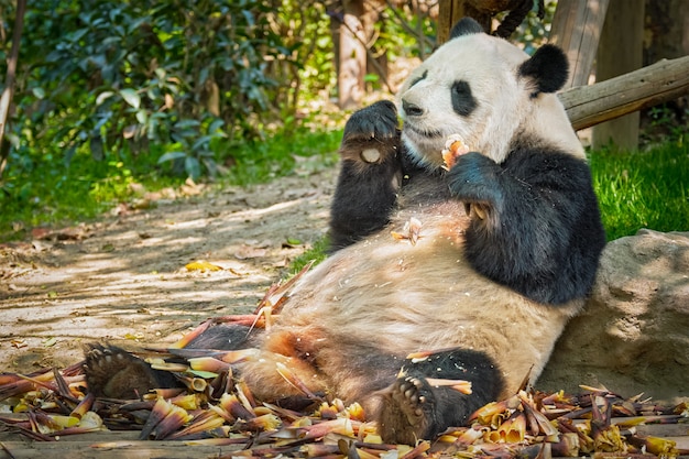 Riesiger Pandabär in China