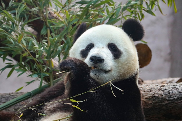 Riesiger Schwarzweiss-Panda knabbert an Bambus.