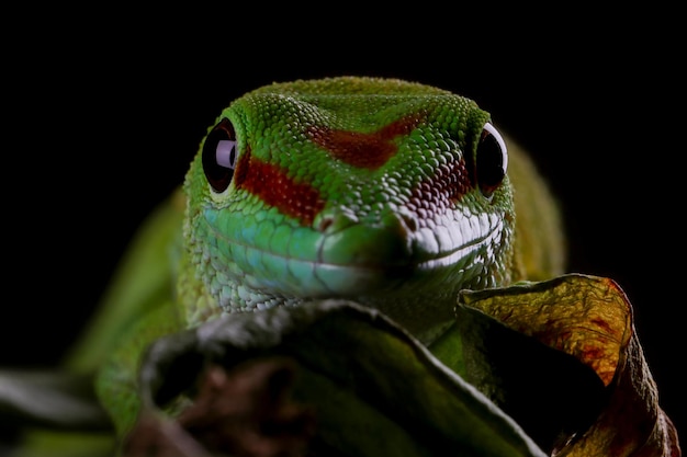 Riesiger Taggecko Nahaufnahme auf Ast mit schwarzem Hintergrund