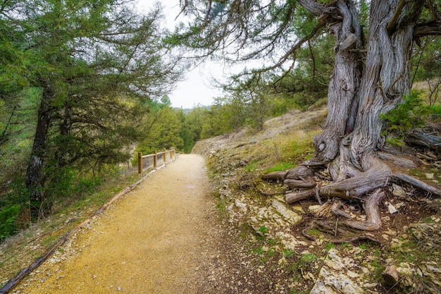 Riesiger verdrehter Baum auf dem Pfad des mysteriösen Wacholderwaldes Sabinar Soria