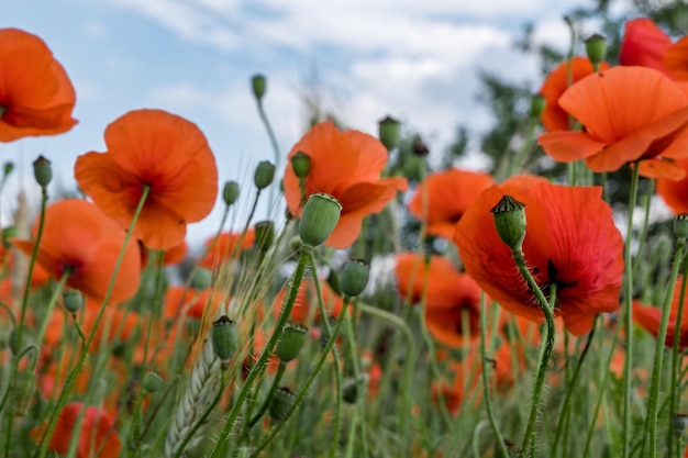 Riesiges Feld mit roten Mohnblumen