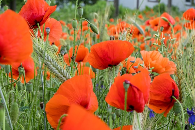 Riesiges Feld mit roten Mohnblumen