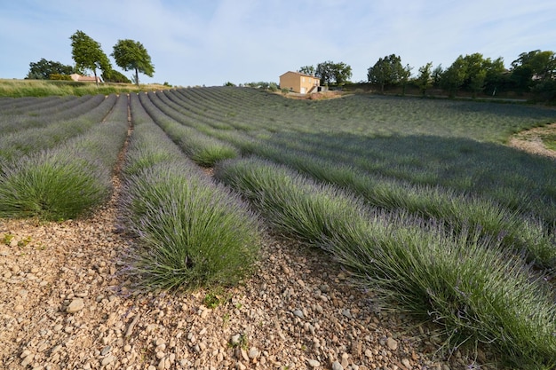 Riesiges Feld von Lavendelreihen in Frankreich Valensole Côte Dazuralps Provence lila Blüten grüne Stängel ...