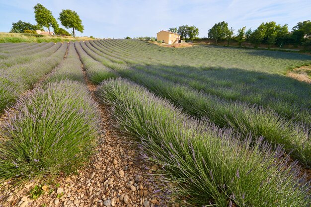 Riesiges Feld von Lavendelreihen in Frankreich Valensole Cote Dazuralps Provence lila Blüten grüne Stängel ...