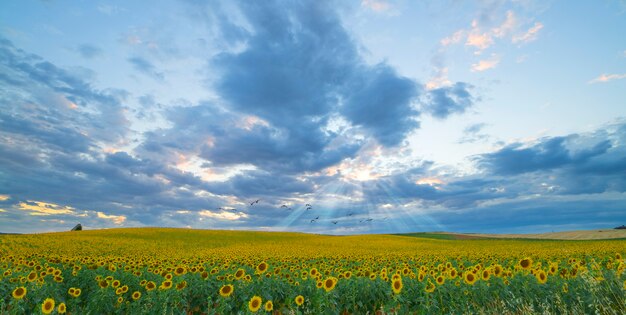 Riesiges Sonnenblumenfeld bei Sonnenuntergang