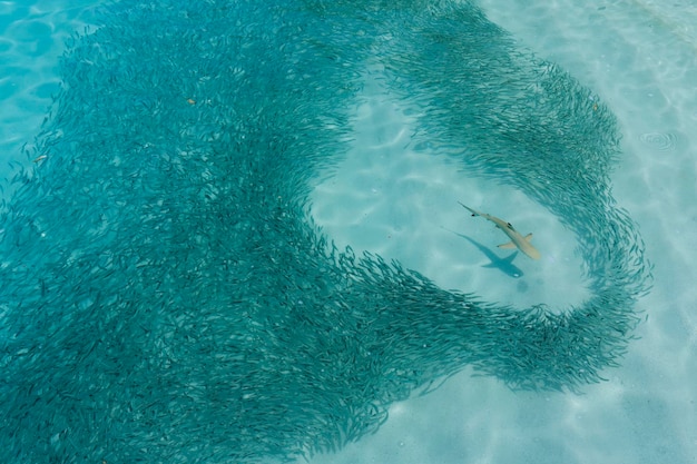 Riffhai bewegt sich durch einen Fischschwarm auf der Jagd