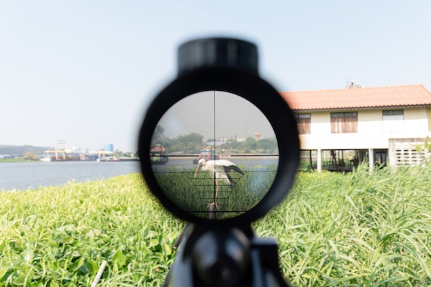 Rifle de mira voltado para pelicanos