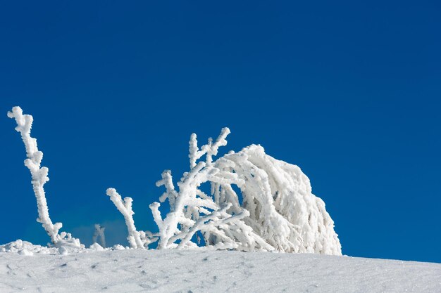 Rime glaseado de árboles sobre fondo de cielo azul