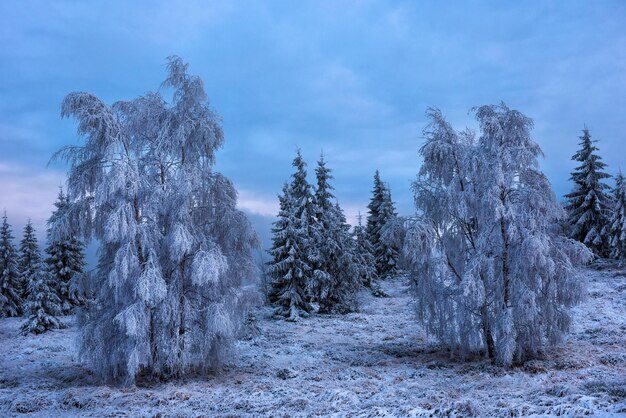 Rime hoarfrost y nieve en las ramas de los abedules Paisaje de invierno