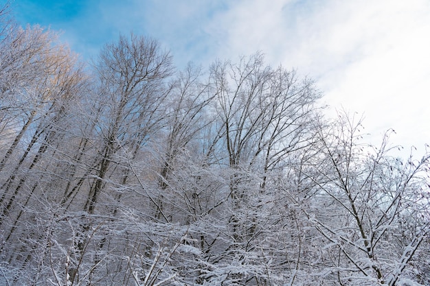 Rime nas copas das árvores na floresta de inverno no céu nublado