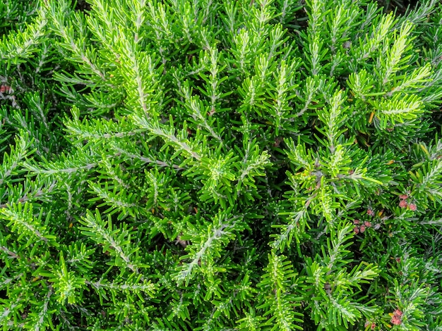 Rimini Grüne Hecke aus immergrünen Büschen