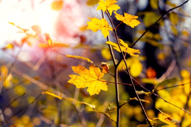 Rincón mágico del bosque otoñal con hojas de arce amarillas en tiempo soleado