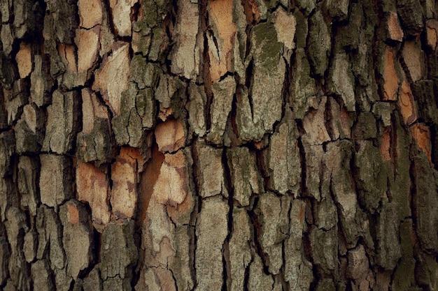 Rinde-Baum-Hintergrund