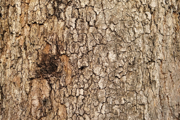 Rindenhintergrund Es gibt Risse in der Rinde