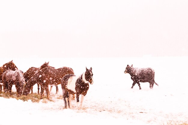 Rinder auf dem Feld während des Schneesturms.