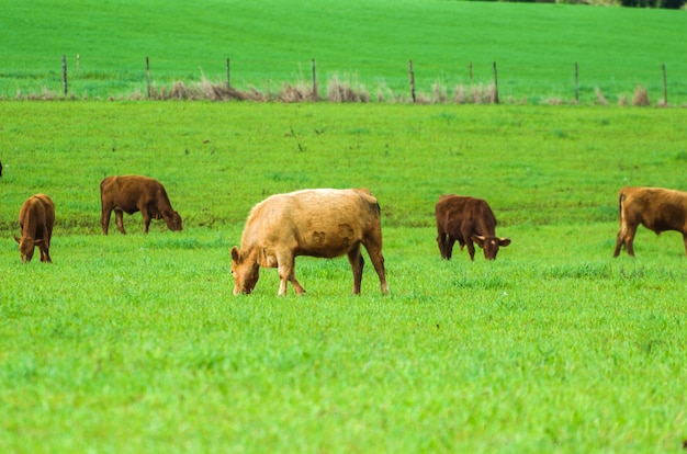 Rinder auf der grünen Wiese in Brasilien