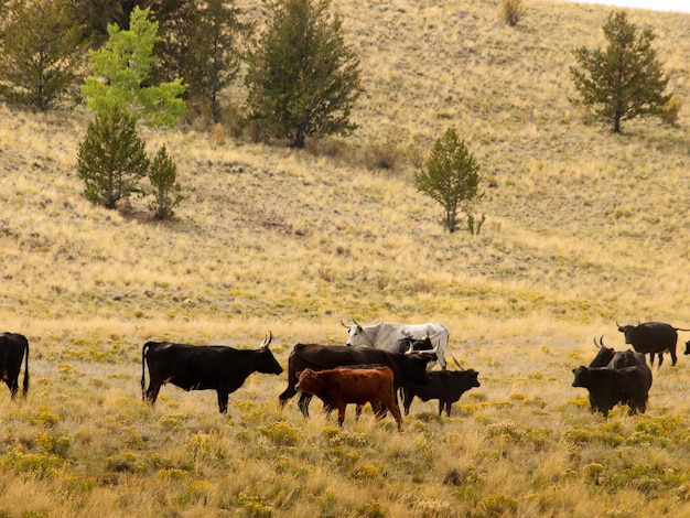 Rinder auf der offenen Weide in Colorado.