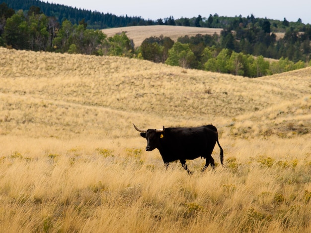 Rinder auf der offenen Weide in Colorado.