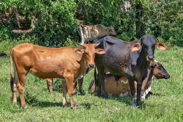 Rinder auf der Weide auf der grünen Wiese
