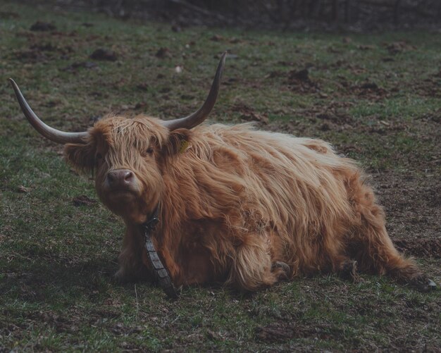 Foto rinder auf einem feld