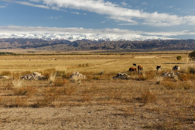 Rinder auf einer Weide in kirgisischen schneebedeckten Bergen im Hintergrund