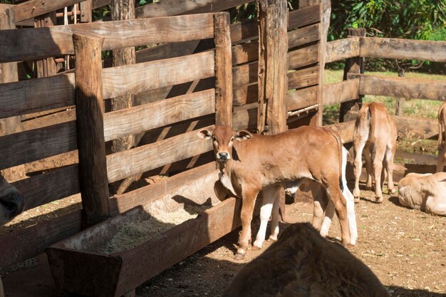 Rinder auf Haft in Farm auf Brasilien