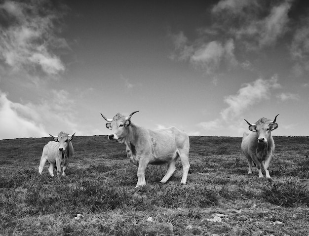 Rinder. Drei Kühe. Schwarzweiss-Bild