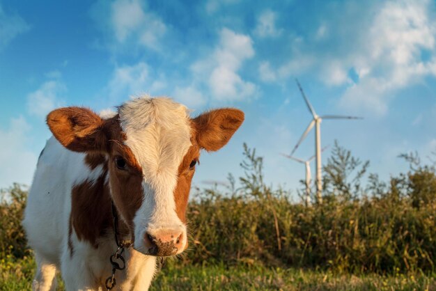 Rinder grasen auf einer Weide unter einer Windmühle