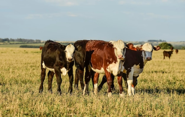 Rinder in der argentinischen Landschaft, Provinz Buenos Aires, Argentinien