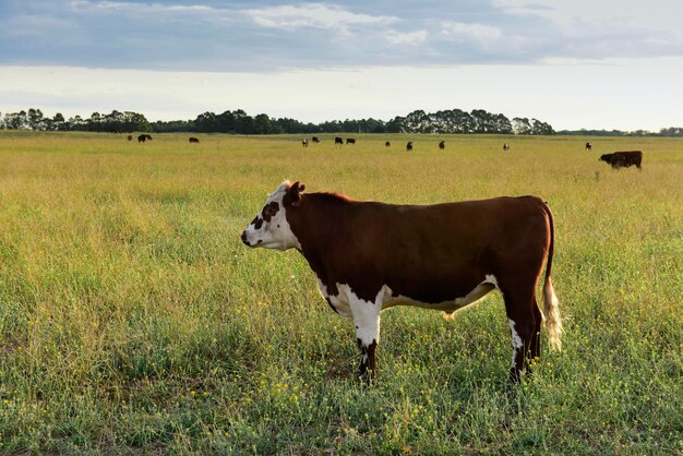 Rinder in der argentinischen Landschaft, Provinz La Pampa, Argentinien