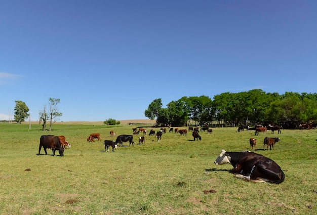 Rinder in der argentinischen Landschaft, Provinz La Pampa, Argentinien