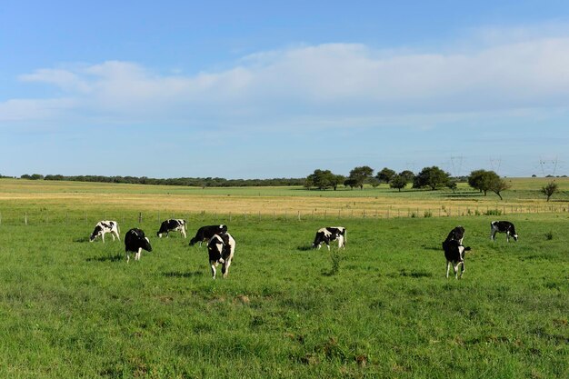 Rinder in der argentinischen Landschaft, Provinz La Pampa, Argentinien