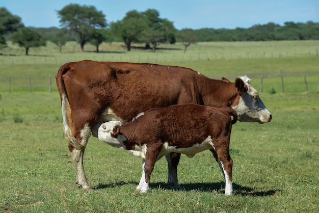 Rinder in der argentinischen Landschaft, Provinz La Pampa, Argentinien