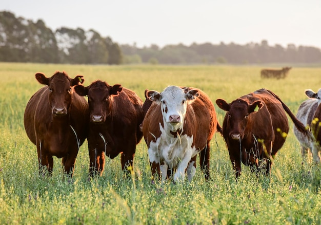 Rinder in der argentinischen Pampas-Landfleischproduktion La Pampa Argentinien