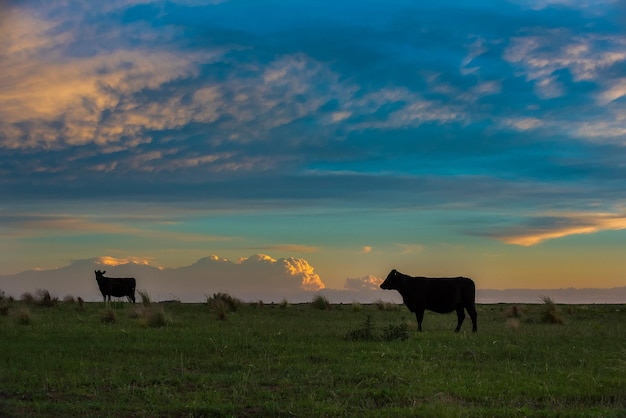 Rinder in der Pampa Feldlandschaft, La Pampa Argentinien