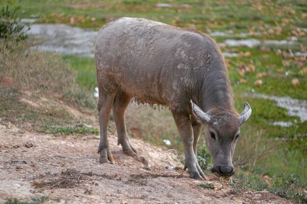 Rinder stehen auf dem Feld