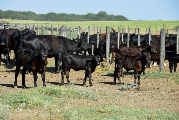 Rinder und Färben, die mit natürlichem Gras gezüchtet werden, argentinische Fleischproduktion