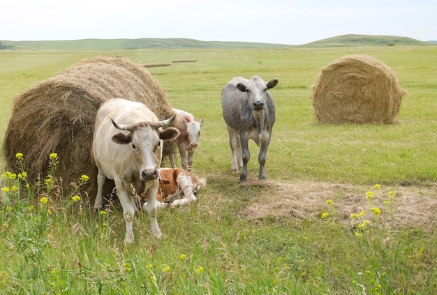 Rinder und Kälber grasen auf dem Feld Essen Heu und Silage