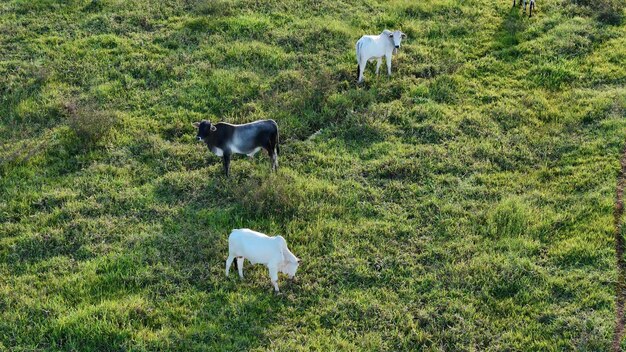 Foto rinder weiden am späten nachmittag auf einem feld