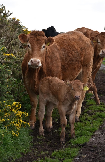 Foto rinderfamilie im frühling in england