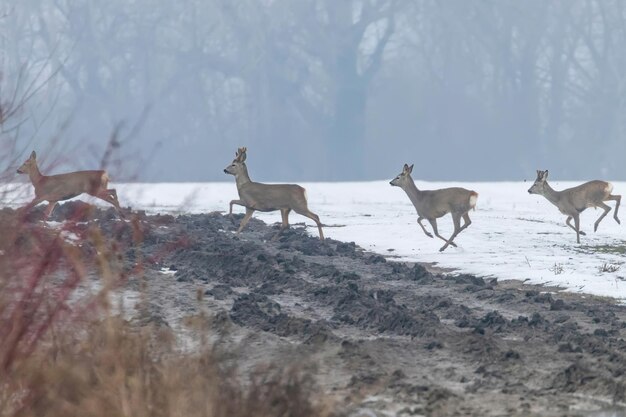 Foto rinderherde im wintermorgen capreolus capreolus