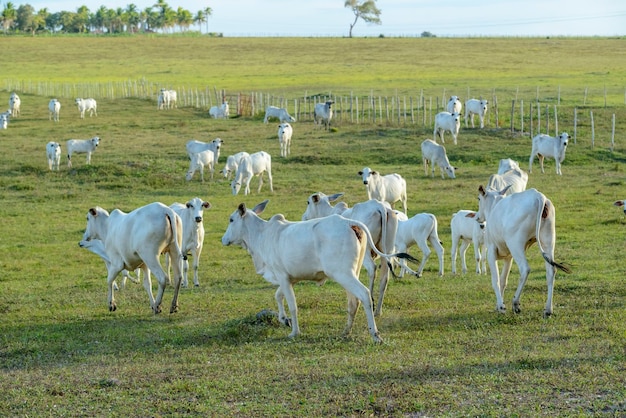 Rinderherde von Nelore-Rindern auf der Weide am späten Nachmittag Brasilianisches Vieh