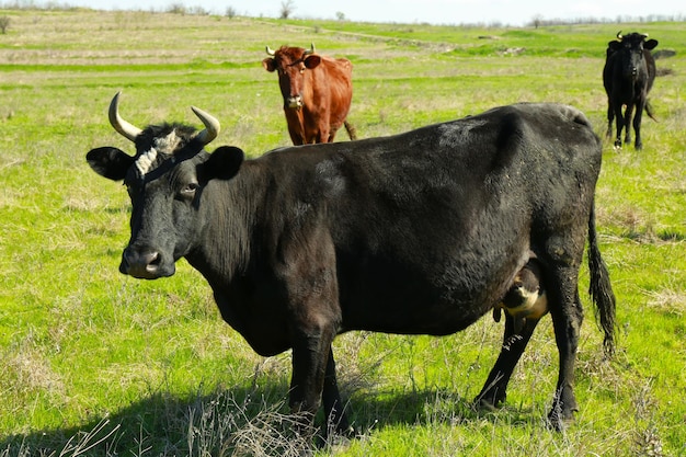 Rinderherde weidet auf grünem Rasen